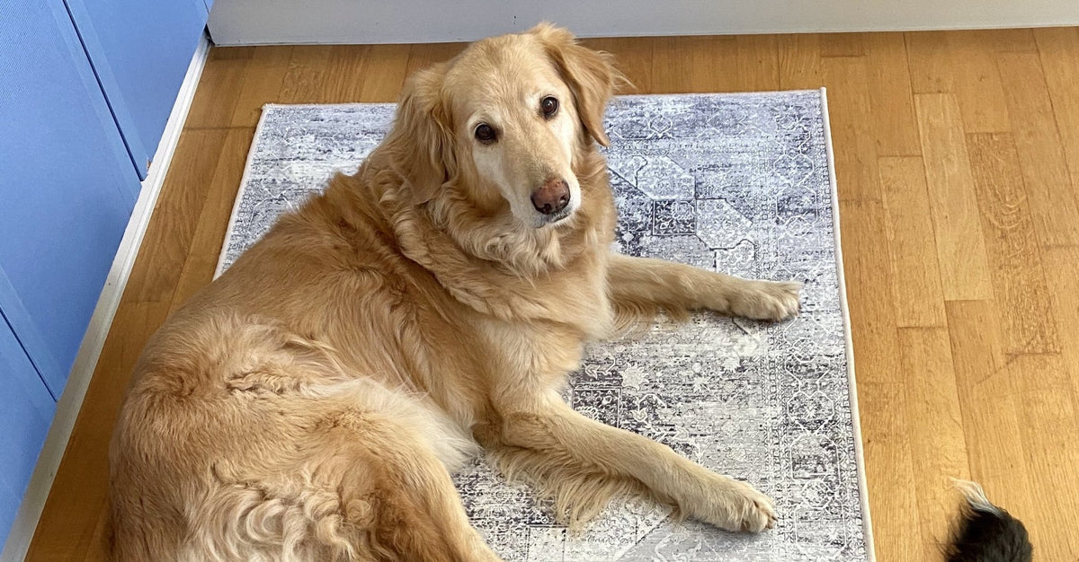 Teppich für den Hund ⇒ Tipps für Haustierbesitzer