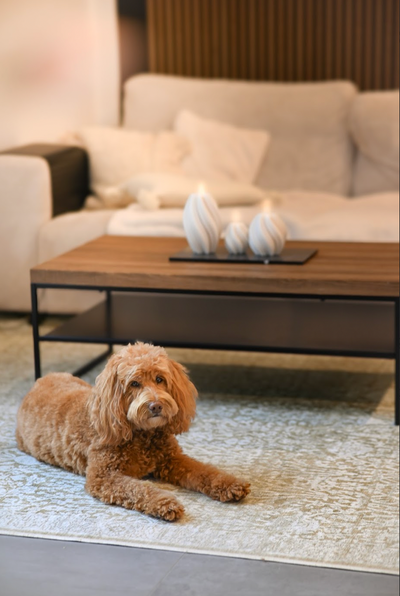 Welche Teppiche sind Kinder- und Haustierfreundlich?