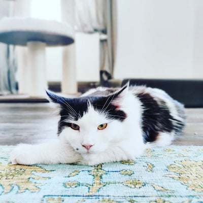 So kannst du Katzen-Erbrochenes aus dem Teppich entfernen