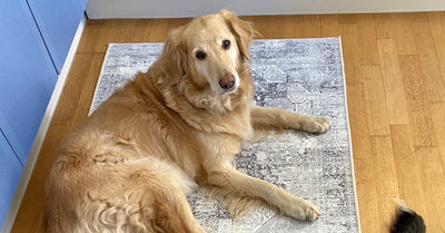 Teppich für Haustierbesitzer mit Hunden und Katzen